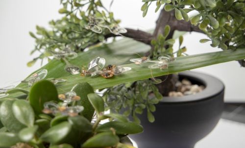 DEAnsect – an elastic insect robot that can withstand a swatter